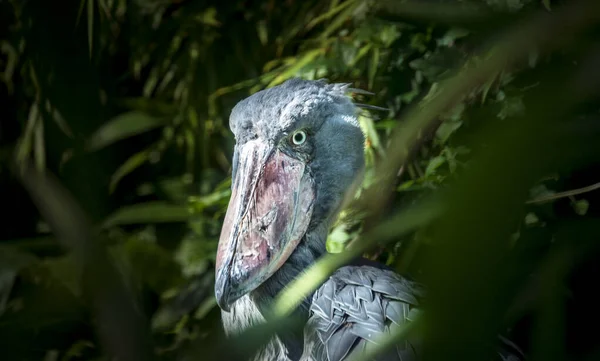 Prágai Állatkert. Shoebill Balaeniceps rex magas fűben áll — Stock Fotó