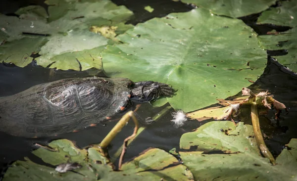 Europese moerasschildpad Emys orbicularis zwemt in vijver — Stockfoto