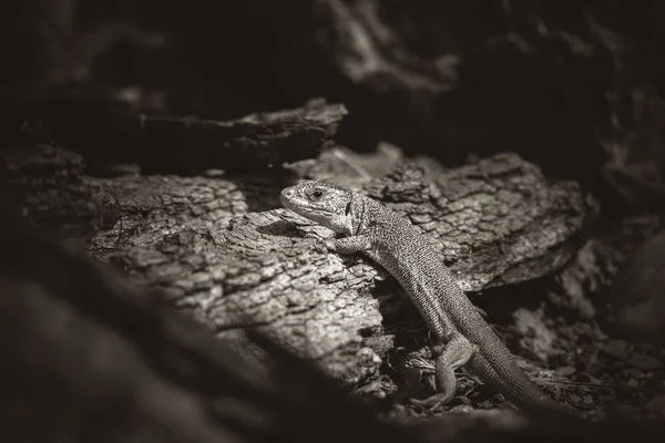 Oestliche Smaragdeidechse, Lacerta viridis, European green lizard — Stock fotografie