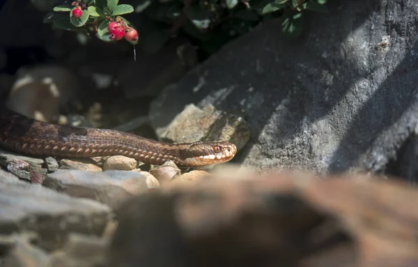 Vipera mászik az erdőben, készen áll, hogy elérje, szagolja a levegőt, megy vadászni. — Stock Fotó