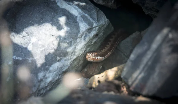 Viper ryömii metsään, valmiina iskemään, haistaa ilmaa, menee metsästämään . — kuvapankkivalokuva