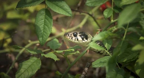 The grass snake Natrix natrix, snake hides in the grass and is on the hunt. — Stock Photo, Image