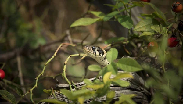 Le serpent d'herbe Natrix natrix, serpent se cache dans l'herbe et est à la chasse . — Photo