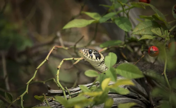 A cobra de grama Natrix natrix, a cobra se esconde na grama e está na caça . — Fotografia de Stock