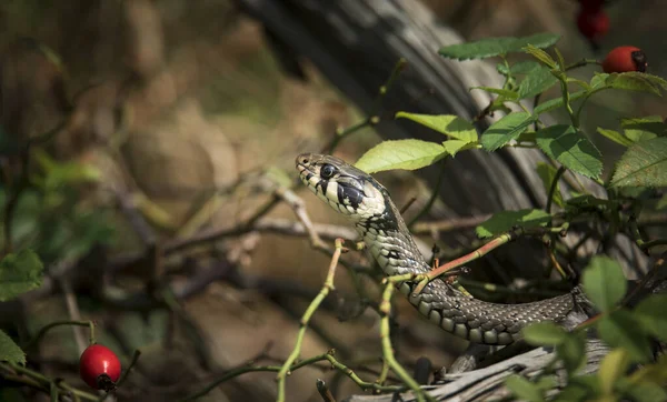 A cobra de grama Natrix natrix, a cobra se esconde na grama e está na caça . — Fotografia de Stock