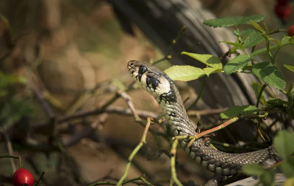 草蛇Natrix natrix，蛇躲在草丛中，正在捕猎. — 图库照片