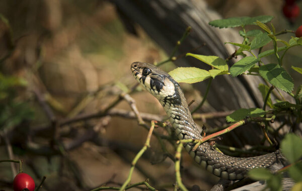 The grass snake Natrix natrix, snake hides in the grass and is on the hunt.