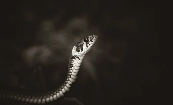 The grass snake Natrix natrix, snake hides in the grass and is on the hunt. — Stock Photo, Image