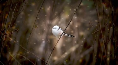 Uzun kuyruklu meme aegithalos ağacın dalında otururken uyarıyor. Vahşi hayattaki sevimli tüylü kuş..