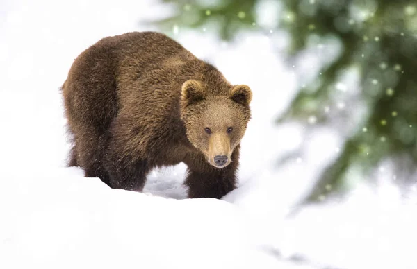 Wild Brown bear in the snow. Winter forest. Scientific name: Urs — стокове фото