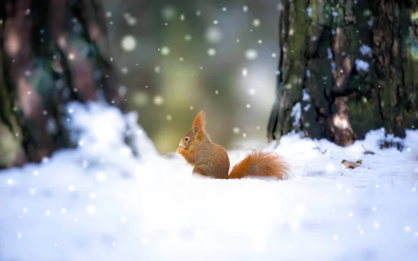 松鼠在秋天的公园里坐着阳光明媚的雪天冬天 — 图库照片