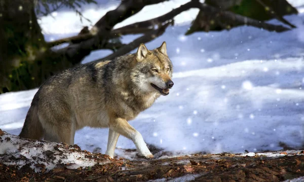 Samotny wilk lub toczeń szarego wilka spacerujący w falli — Zdjęcie stockowe