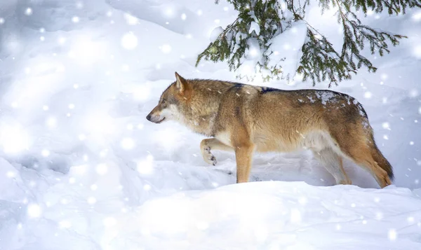 Samotny wilk lub toczeń Grey Wolf Canis spacerujący w śniegu Bayerischer Wald — Zdjęcie stockowe