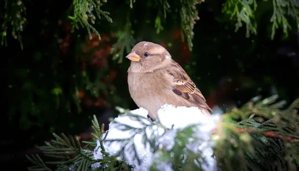 Eurasian tree sparrow Passer montanus inverno, neve, flocos de neve, neve de inverno . — Fotografia de Stock