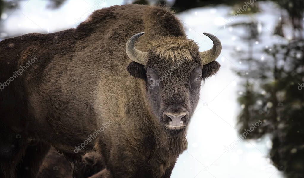 Large brown wisent in the winter forest. Wild European brown bison Bison Bonasus in winter.