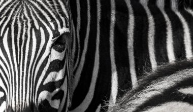 zebra gizle yapısını temsil arka plan