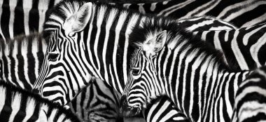 zebra gizle yapısını temsil arka plan