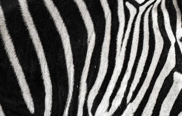 Hintergrund, auf dem die Struktur der Haut des Zebras dargestellt ist — Stockfoto