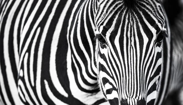 Hintergrund, auf dem die Struktur der Haut des Zebras dargestellt ist — Stockfoto