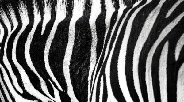 Background which the structure of hide of zebra is represented on — Stock Photo, Image