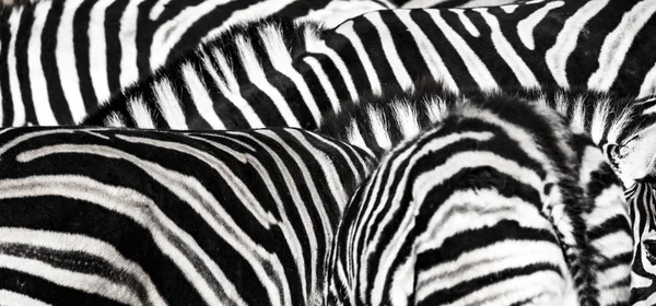 Фон, на котором изображена структура шкуры зебры — стоковое фото
