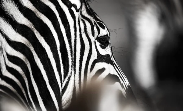 Hintergrund, auf dem die Struktur der Haut des Zebras dargestellt ist — Stockfoto