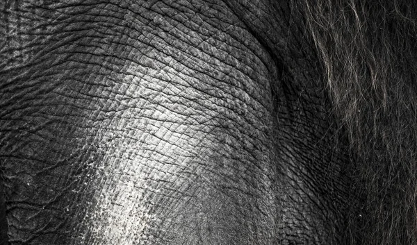 Background which the structure of hide of elephant is represented on — Stock Photo, Image