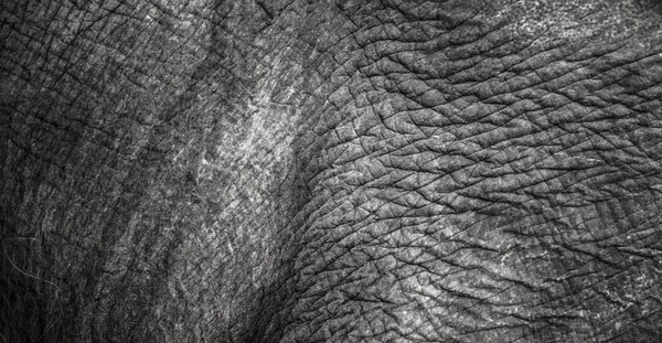 Background which the structure of hide of elephant is represented on — Stock Photo, Image