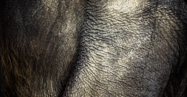 Fondo que la estructura de la piel del elefante está representada en — Foto de Stock