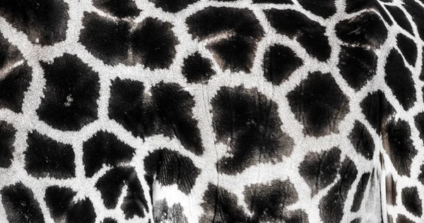 Fondo que la estructura de la piel de la jirafa se representa en — Foto de Stock