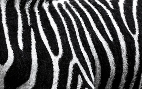 Achtergrond die de structuur van het verbergen van zebra is vertegenwoordigd op — Stockfoto