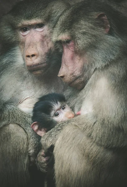 Papio hamadryas primate familia macho hembra niño bebé sentado en el zoológico —  Fotos de Stock