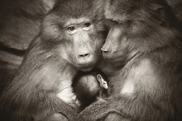Papio hamadryas primate familia macho hembra niño bebé sentado en el zoológico — Foto de Stock