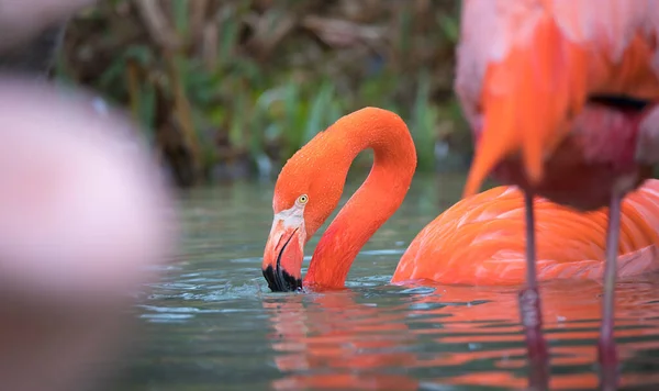 Flamingo bird close-up profile view, beautiful plumage, head, long neg, beak. — Stock Photo, Image