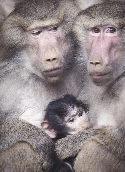 Papio hamadryas primata família masculino fêmea criança bebê sentado no zoológico — Fotografia de Stock