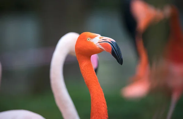 Flamingo bird close-up profile view, beautiful plumage, head, long neg, beak. — Stock Photo, Image