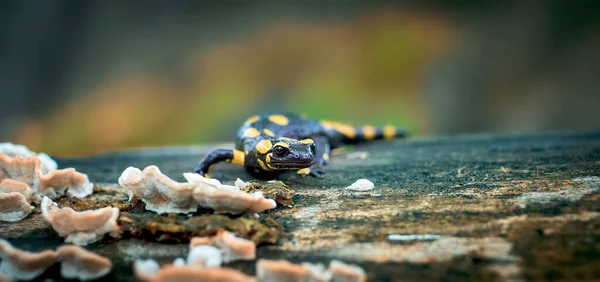 Hasiči v přírodním prostředí, přírodní stanoviště, volně žijící zvěř, Salamandra salamandra, Česká republika, Evropa — Stock fotografie