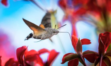 Bir sinekkuşu şahini güvesi Macroglossum stellatarum yünlü devedikeni çiçeğinden nektar besliyor.