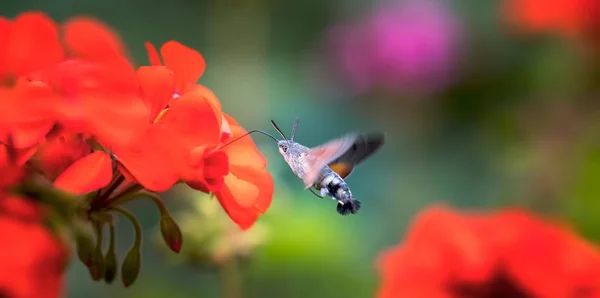 Un colibri héliotin Macroglossum stellatarum nourrissant du nectar de chardon laineux . — Photo