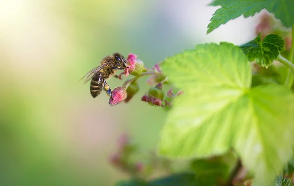 Медовая пчела, покрытая белой пыльцой, пьет нектар из цветов белого цвета и опыляет их — стоковое фото