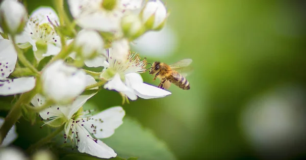 Медовая пчела, покрытая белой пыльцой, пьет нектар из цветов белого цвета и опыляет их — стоковое фото