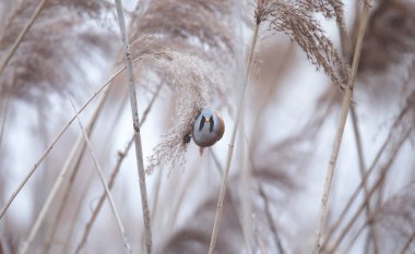 Sakallı Parrotbill Panurus biarmicus ile güzel bir doğa sahnesi çimlerin üzerinde, kış, çimlerin üzerinde oturan.