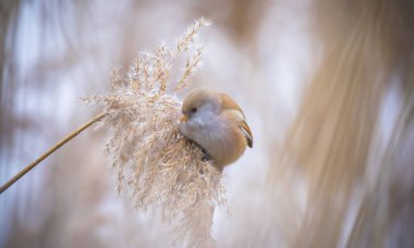 Sakallı Parrotbill Panurus biarmicus ile güzel bir doğa sahnesi çimlerin üzerinde, kış, çimlerin üzerinde oturan.