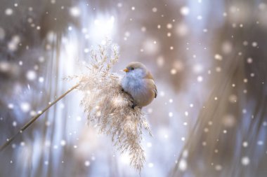 Sakallı Parrotbill Panurus biarmicus ile güzel bir doğa sahnesi çimlerin üzerinde, kış, çimlerin üzerinde oturan.