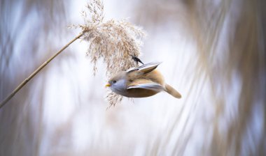 Sakallı Parrotbill Panurus biarmicus ile güzel bir doğa sahnesi çimlerin üzerinde, kış, çimlerin üzerinde oturan.
