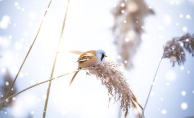 Sakallı Parrotbill Panurus biarmicus ile güzel bir doğa sahnesi çimlerin üzerinde, kış, çimlerin üzerinde oturan.