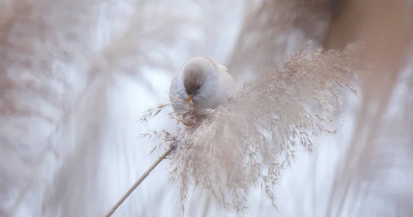 Beautiful nature scene with Bearded Parrotbill Panurus biarmicus on the grass, winter, sitting on a blade of grass.