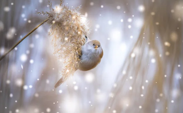 Vacker naturscen med skäggig papegoja Panurus biarmicus på gräset, vinter, sitter på ett grässtrå. — Stockfoto