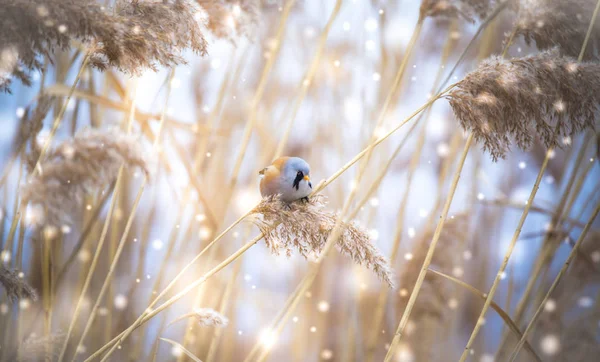 Beautiful nature scene with Bearded Parrotbill Panurus biarmicus on the grass, winter, sitting on a blade of grass. — Stock Photo, Image