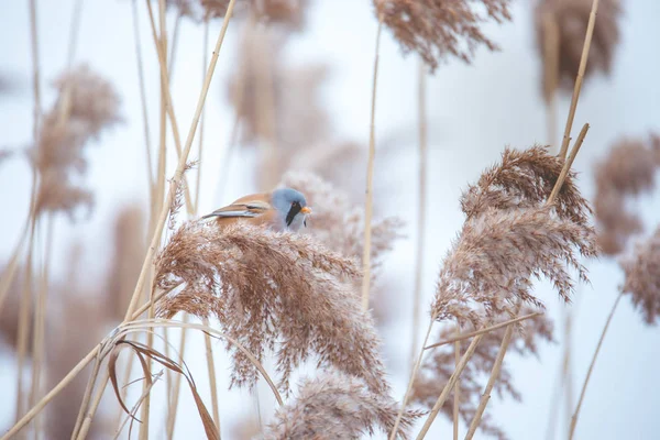 Prachtige natuur scene met baardpapegaai Panurus biarmicus op het gras, winter, zittend op een grassprietje. — Stockfoto